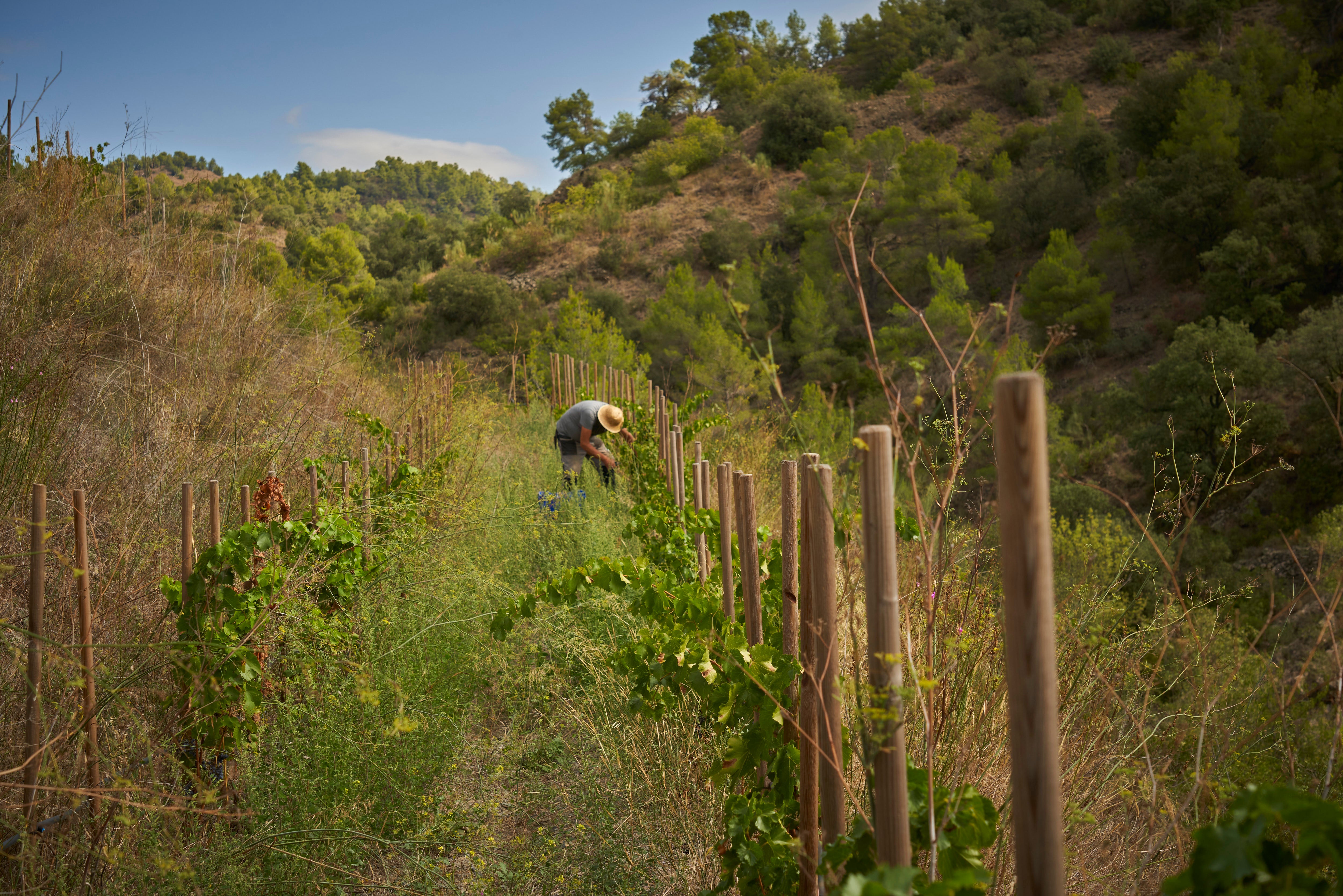 Atavus Priorat