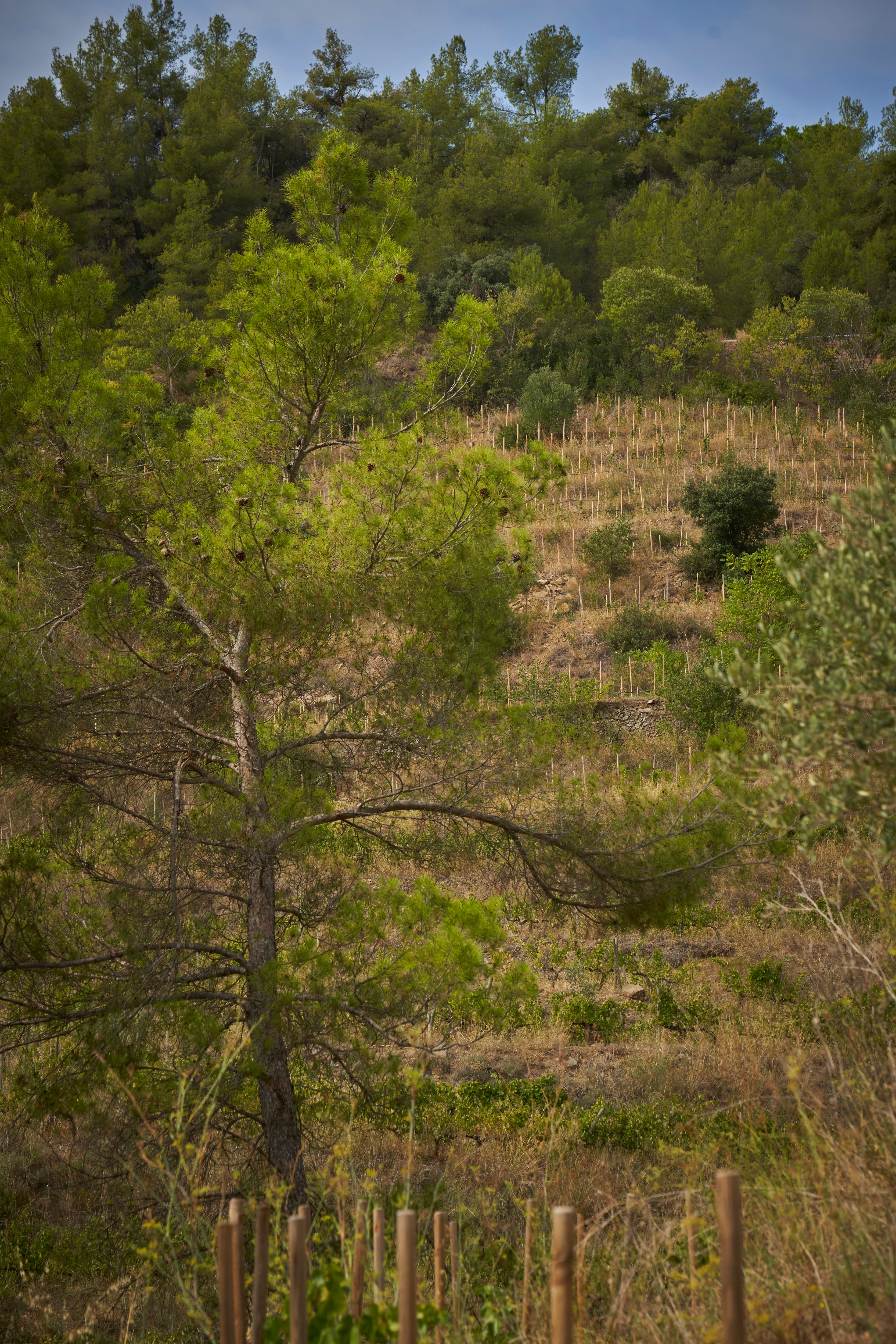 Atavus Priorat